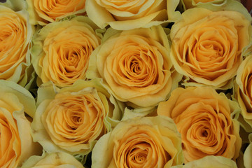 Gelbe Rosen