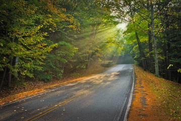 Obraz premium Shafts of Light Through Trees