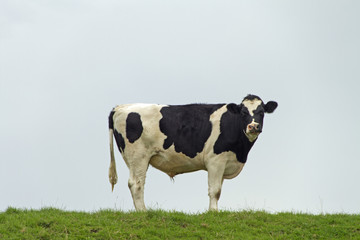 Schwarzbunte Kuh, Schleswig-Holstein, Deutschland