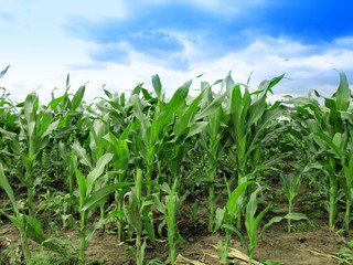 Corn Field