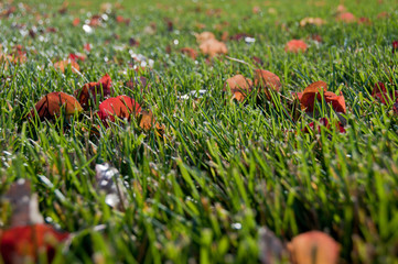 Colorful autumn leaves on green grass
