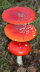 A Collection of Three Fly Agaric Poisonous Mushrooms.