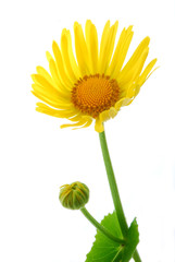 yellow daisy gerber flower