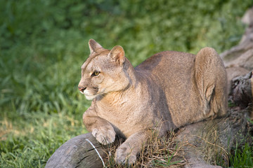 Puma or Cougar in Patagonia  - Puma concolor