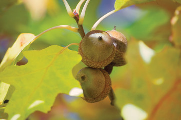 Three Oak Acorns macro closeup