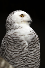 Snowy Owl - Bubo Scandiacus