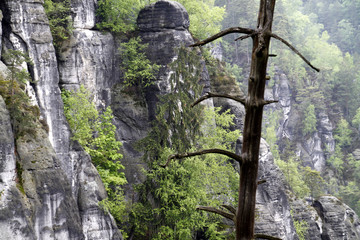 Felsen an der Bastei (Sachsen)