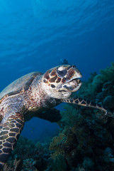 Fototapeta premium Hawksbill turtle
