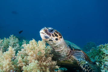 Obraz na płótnie Canvas Hawksbill turtle