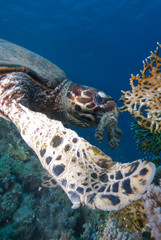 Hawksbill turtle