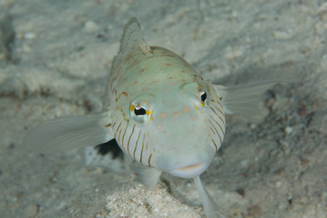 Hectors goby