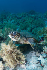 Fototapeta na wymiar Hawksbill turtle