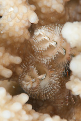 Christmas tree worm