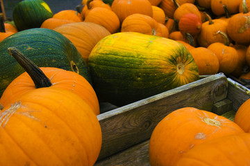 Kürbisernte vor Helloween