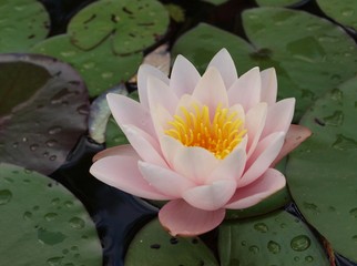 Flower of a water lily in a pond