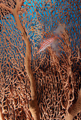 Longnose hawkfish (oxycirrhites typus)