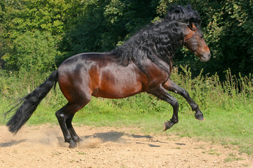 Wildes Pferd