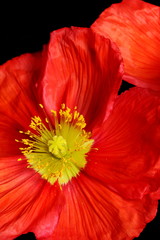 Closeup of red poppy