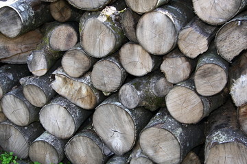 Holz wood