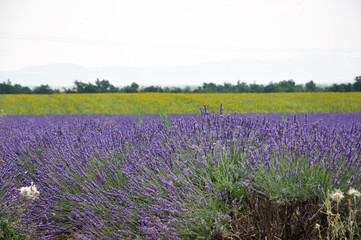 Obraz premium lavandes et tournesols 2