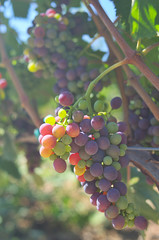 Bunches of grapes
