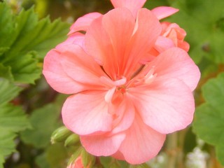 Obraz premium red flowers