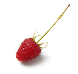 Raspberry with fruit stem