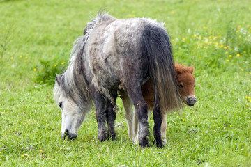 Stute mit Fohlen