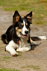 Bordercollie in der Heide