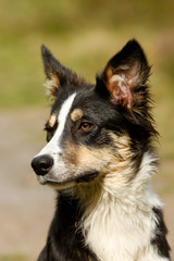 Bordercollie in der Heide