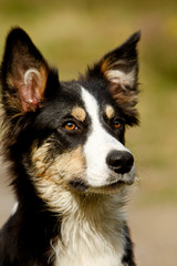Bordercollie in der Heide