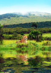 Wild african cheetah © Anna Om