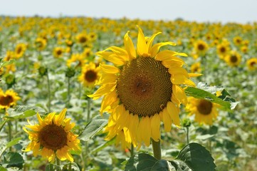 Obraz premium tournesols 1