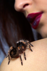spider Brachypelma smithi on girl's shoulder