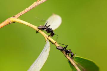 camponotus japonicus