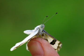butterfly