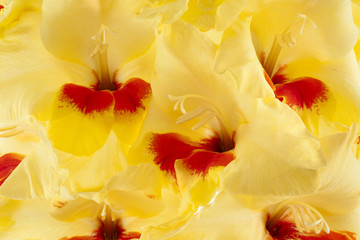 gladiolus