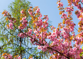 Pink  japanese cherry blossom