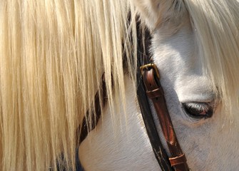 tete cheval blanc