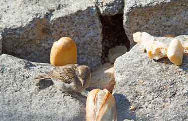 Sparrow