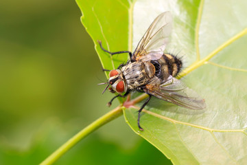 muscidae insects