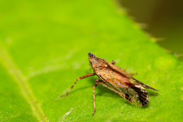 homoptera insects