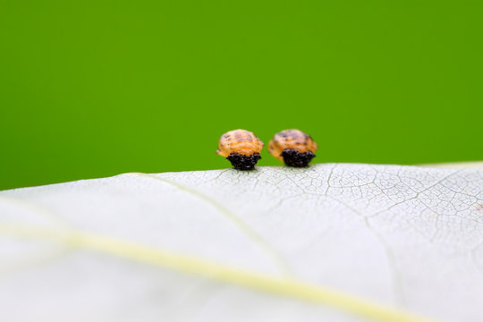 ladybug larvae