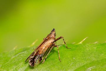 homoptera insects