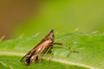 homoptera insects