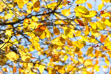 Yellow leaves on the tree