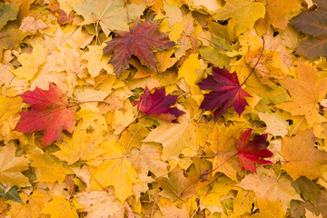 Yellow and res leaves - natural background