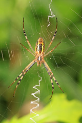 a spider