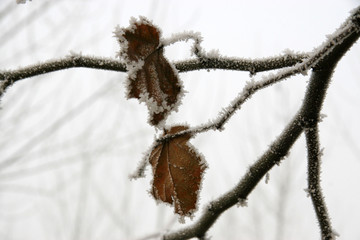 leaves with frost