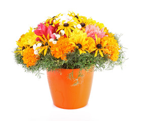 pot of beautiful orange flowers isolated on white background